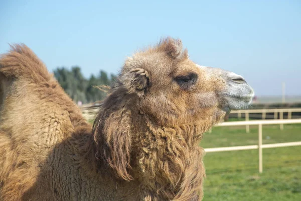 Kamelporträtt Närbild Kamel Azerbajdzjan Kamelägarna Lämnar Sina Djur Mer Fria — Stockfoto