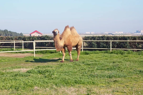 Azerbeidzjan 2021 Kamelenportret Van Een Kameel Azerbeidzjan Kamelenbezitters Laten Hun — Stockfoto