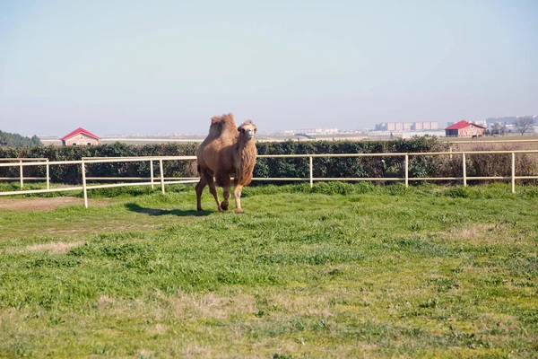 Aserbaidschan 2021 Kamelporträt Nahaufnahme Eines Kamels Aserbaidschan Kamelbesitzer Lassen Ihre — Stockfoto