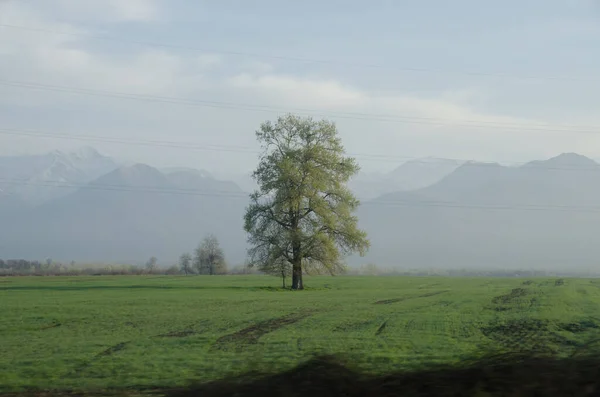 Одинокое Дерево Травянистом Холме Голубое Небо Облаками Заднем Плане Дерево — стоковое фото