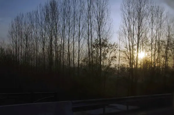 Niebla Mueve Través Los Árboles Amanecer Timelapse Silueta Paisaje Árboles — Foto de Stock