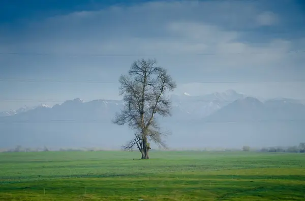 Одинокое Дерево Травянистом Холме Голубое Небо Облаками Заднем Плане Дерево — стоковое фото