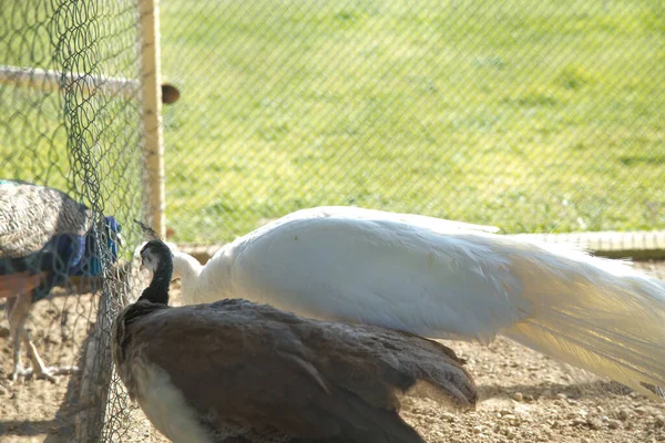 Primer Plano Hermoso Pavos Reales Blancos Una Jaula Zoológico Pavos — Foto de Stock