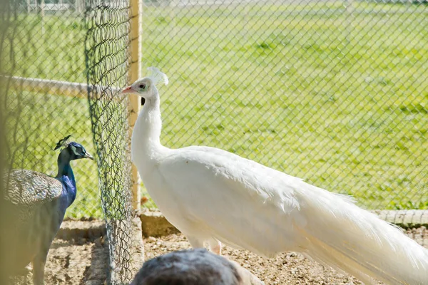 Close Uma Bela Pavões Brancos Uma Gaiola Zoológico Pavões Verdes — Fotografia de Stock