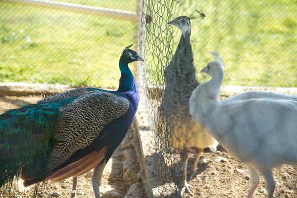 Close Belo Pavão Azul Macho Uma Gaiola Zoológico Pavões Verdes — Fotografia de Stock