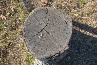 Eski ahşap gövde yapısı. Çimenlikteki yaşlı bir kütük. Üst manzara, budanmış ağaç. Çayırdaki ağaç kütüğü. Görünür ağaç halkaları ile doğrudan yukarıdan görüntüle.