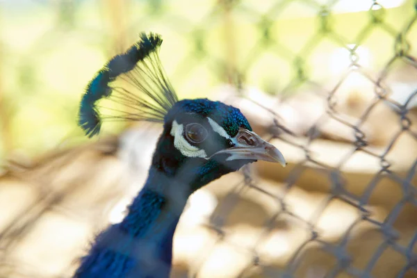 Retrato Pavão Belo Pavão Colorido Gaiola Pavão Tem Plumagem Azul — Fotografia de Stock