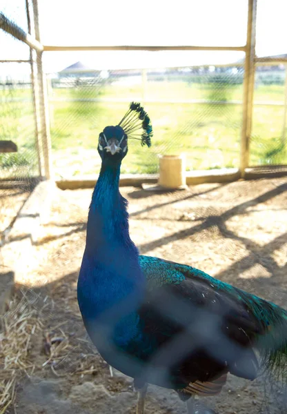 Retrato Pavão Belo Pavão Colorido Gaiola Pavão Tem Plumagem Azul — Fotografia de Stock