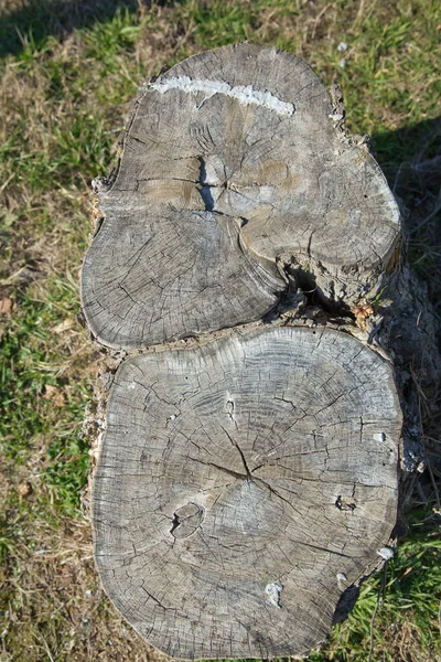 Gammal Trä Stubbe Struktur Bakgrund Ovanifrån Gammal Stubbe Gräs Stubbe — Stockfoto