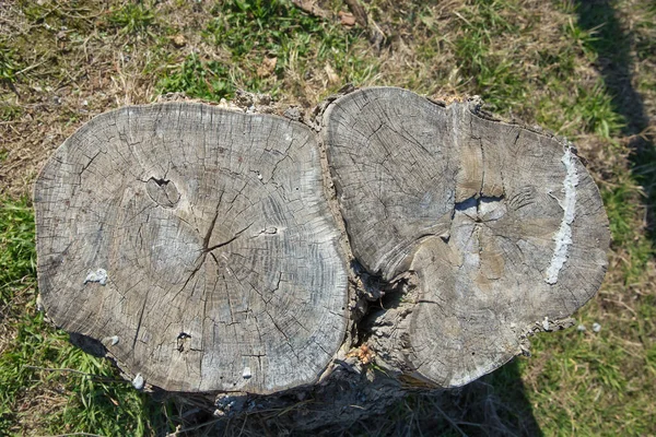 Gammal Trä Stubbe Struktur Bakgrund Ovanifrån Gammal Stubbe Gräs Stubbe — Stockfoto