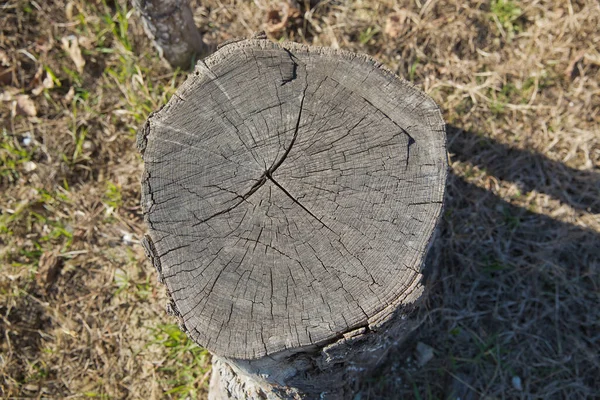 Gammal Trä Stubbe Struktur Bakgrund Ovanifrån Gammal Stubbe Gräs Stubbe — Stockfoto