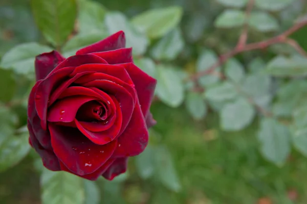 Rosa Roja Como Fondo Natural Festivo Hermosas Flores Rosas Floreciendo — Foto de Stock