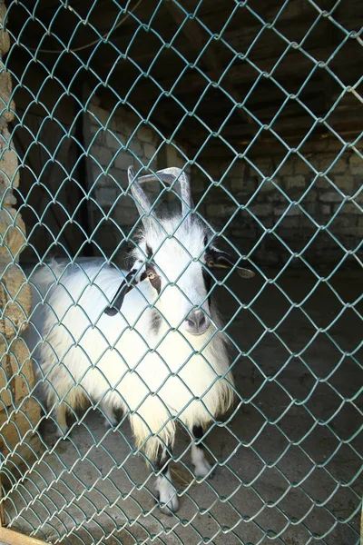 A young white goat stands in the pen behind the net and looks . The white goat is in the net .