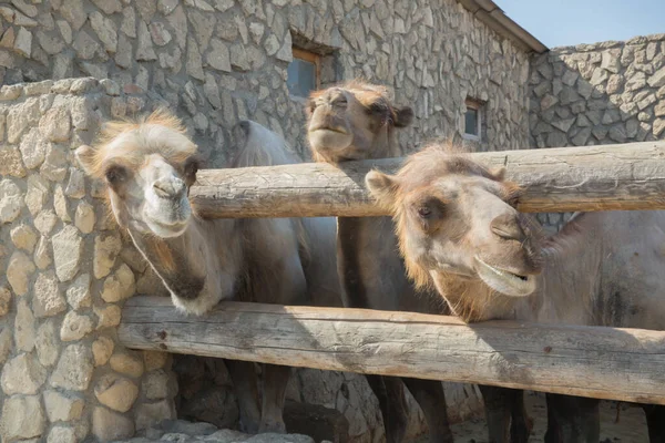 Çiftlikteki deve, kameraya bakarken komik geldi. Çiftlikteki bir deve. .