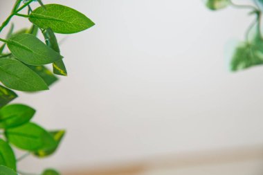 Beyaz duvar arkaplanının üzerinde yeşil yapraklar. Kopyalama alanı, metin, kelimeler, grafik tasarımı için alan. Güzel yeşil yapraklar ve eskimiş çimento duvar arka planı. Yeşil yaprak dokusunun makro ayrıntıları.
