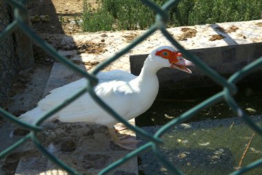 Üç beyaz kaz. Anne kazlar kafeste. Kafesteki beyaz kazları yakından çek. Çiftlikteki parmaklıkların arkasındaki ağıldaki beyaz kazlar