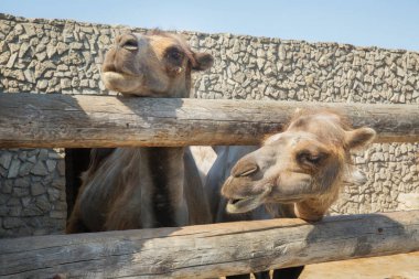 Çiftlikteki deve, kameraya bakarken komik geldi. Çiftlikteki bir deve. .