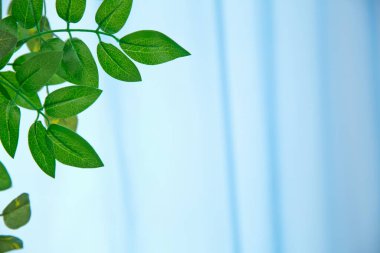 Beyaz duvar arkaplanının üzerinde yeşil yapraklar. Kopyalama alanı, metin, kelimeler, grafik tasarımı için alan. Güzel yeşil yapraklar ve eskimiş çimento duvar arka planı. Yeşil yaprak dokusunun makro ayrıntıları.