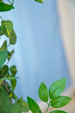 Beyaz duvar arkaplanının üzerinde yeşil yapraklar. Kopyalama alanı, metin, kelimeler, grafik tasarımı için alan. Güzel yeşil yapraklar ve eskimiş çimento duvar arka planı. Yeşil yaprak dokusunun makro ayrıntıları.