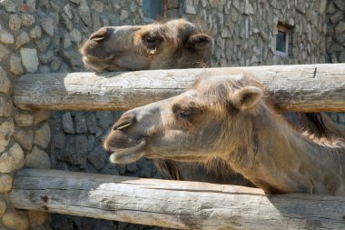 Çiftlikteki deve, kameraya bakarken komik geldi. Çiftlikteki bir deve. .