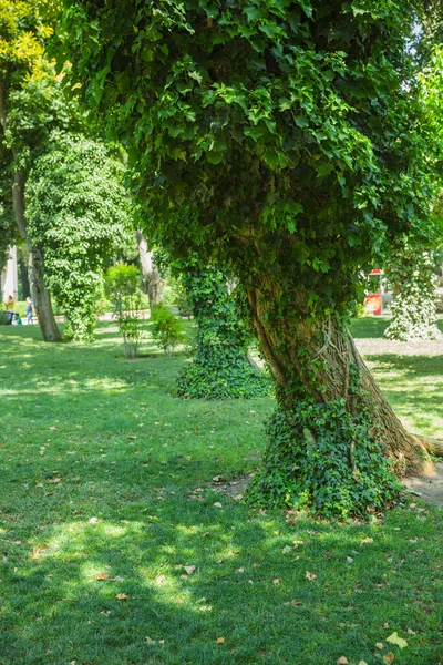 Edera Verde Che Cresce Sulla Corteccia Degli Alberi Nel Parco — Foto Stock