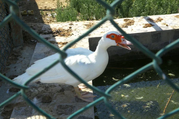 Three White Geese Mother Geese Cage Closeup Shot White Geese — Stock Photo, Image