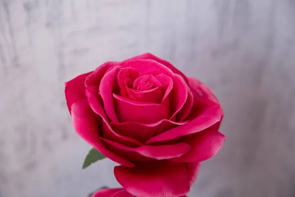 一张漂亮的粉红色玫瑰的图片，白色背景上有文字的空间。美丽的红玫瑰，情人节快乐的玫瑰概念。人造红玫瑰。白色背景的红玫瑰 . — 图库照片