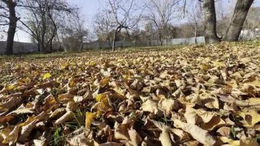 Güneşli bir günde yerde altın yaprakların olduğu boş bir park manzarası. Sarı akçaağaç yaprakları sonbahar parkında çimlerin üzerinde yatıyor. Güzel renkli sonbahar sezonu. Sonbaharda düşen ağaç yaprakları.