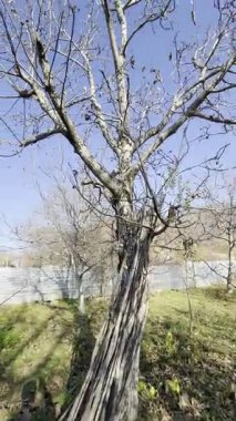 Ceviz ağaçları yapraklarını döküyor. Güneşli bir günde yerde altın yaprakların olduğu boş bir park manzarası. Sarı akçaağaç yaprakları sonbahar parkında çimlerin üzerinde yatıyor. Güzel renkli sonbahar mevsimi.