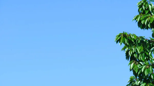 Zelené Větve Stromů Modré Nebe Pozadí Přírody Pro Vaši Reklamu — Stock fotografie