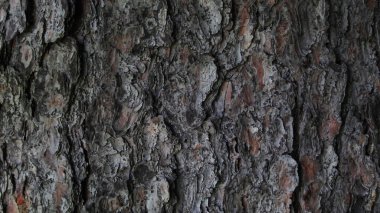 Ağaç kabuğu dokusunun makro fotoğrafı. tahta arkaplan