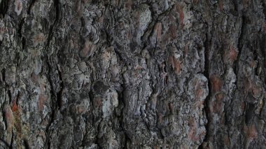 Ağaç kabuğu dokusunun makro fotoğrafı. tahta arkaplan