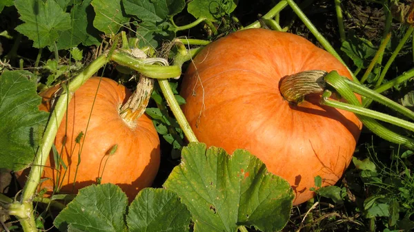 Foto Von Kürbissen Auf Einem Feld Herbsternte Der Kürbisse — Stockfoto