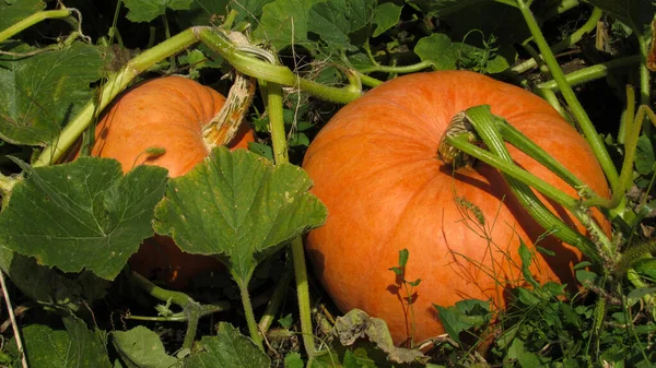 Foto Von Kürbissen Auf Einem Feld Herbsternte Der Kürbisse — Stockfoto