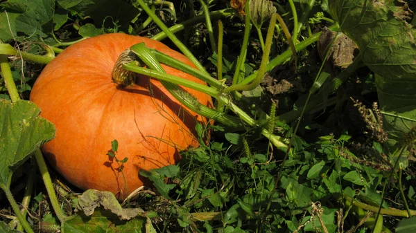 Foto Von Kürbissen Auf Einem Feld Herbsternte Der Kürbisse — Stockfoto