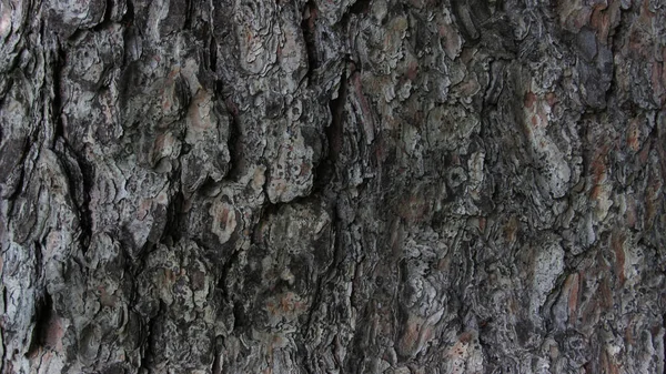 Macro Photo Texture Écorce Arbre Fond Bois — Photo