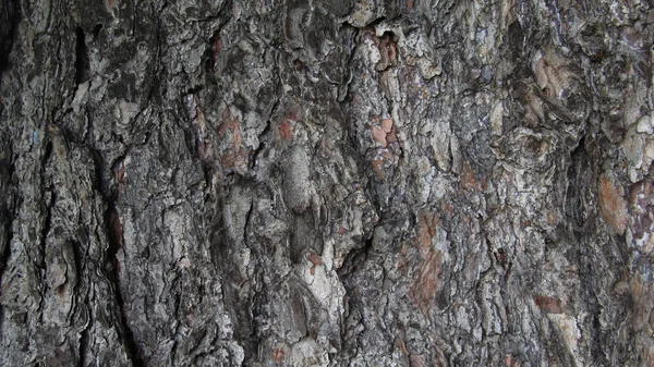 Makro Zdjęcie Tekstury Kory Drzewa Drewniane Tło — Zdjęcie stockowe