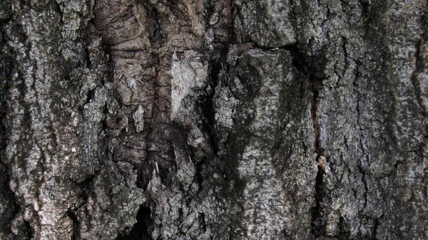 Macro Photo Tree Bark Texture Wooden Background — Stock Photo, Image