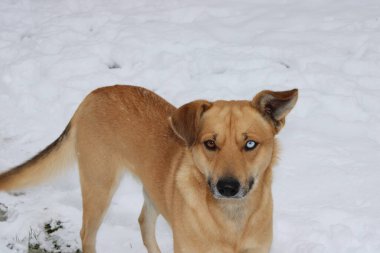 Dost canlısı, altın kürklü ve mavi gözlü bir köpek karlı bir tarlada duruyor. Köpeğin kulakları canlanır, beyaz karla çevriliyken meraklı doğasını gözler önüne serer.