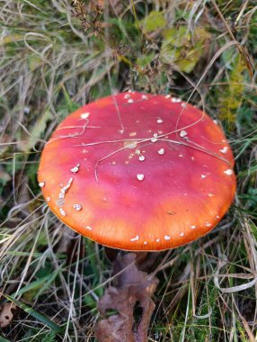 Turuncu kenarlı canlı kırmızı bir mantar yeşil çimenler ve kuru yapraklar arasında yetişir. Bu sahne sonbaharın başlarında, mantar yaşamını gözler önüne seren doğanın güzelliğini yakalar..