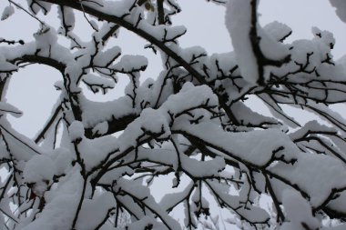 Şiddetli kar, parktaki ağaçların dallarını örterek huzur verici bir manzara yaratıyor. Gökyüzü bulutlu ve tüm alan sakin ve sakin görünüyor..