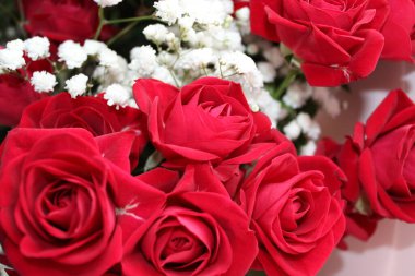 Canlı, yeşil yapraklı kırmızı güller, narin beyaz çiçeklerin yanında güzel bir şekilde düzenlenmiştir. Göze çarpan bir görüntü oluşturur. Kutlamalar veya romantik durumlar için mükemmel..