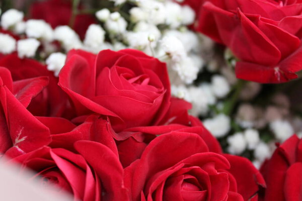 A close-up view of bright red roses mingled with white blooms showcases their beauty and freshness in a peaceful outdoor garden during daylight hours.
