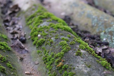 Yosun, ormanda yerde yatan taş kütükleri kaplar. Yapraklar orman zeminine saçıldı. Sahne parlak, sabahın erken saatleri yeşilliği gösteriyor..