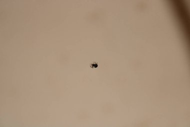 Küçük bir örümcek ağıyla hafif bir arkaplana asılır. Örümcek potansiyel avın yaklaşmasını beklerken odaklanmış görünüyor. Güneş ışığı parlak bir ortam yaratır..