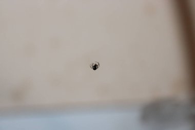 Bir örümcek havada asılı, bir odadaki ince bir ipliğe bağlı. Arka planda ışık var, nötr bir renk ve çok az dağınıklık var. Güneş ışığı boşluğu doldurur.