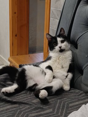 Bir kedi gri bir battaniyeyle bir kanepede rahatça oturur. Uzanır ve ön pençeleri karnında dinlenirken rahat görünür. Ayarlar sıcak bir iç mekan gösteriyor..