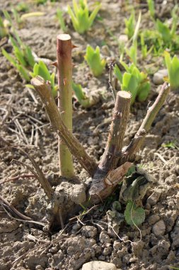 Toprakta ahşap kesikler görülür ve yakınlarda yeni yeşil filizler çıkar. Sahne yeni bitkiler yetiştirmek için bir çaba gösteriyor. Dışarısı açık ve güneşli..