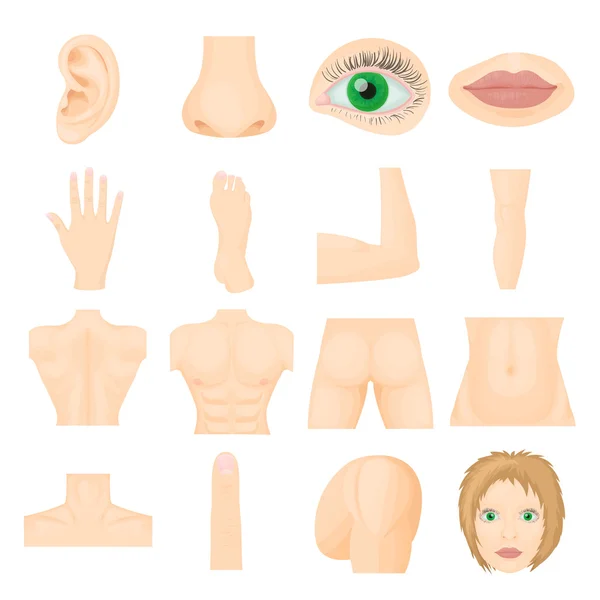 Body parts icons set, cartoon style — Stock Vector