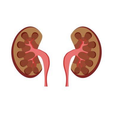 İnsan böbrekler simgesi, karikatür tarzı